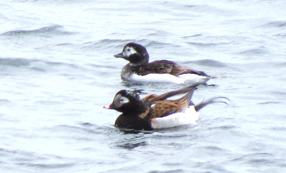 Long-tailed Duck - James Hirtle