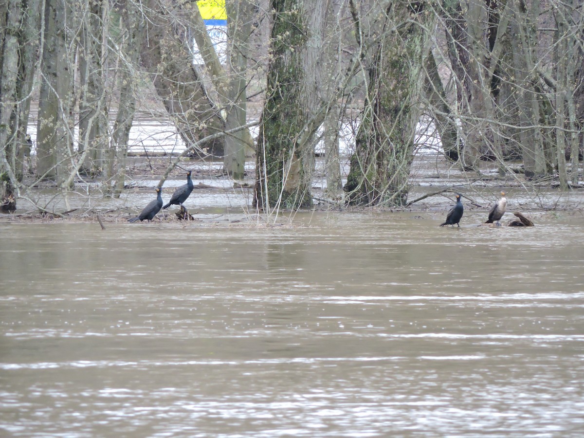 Double-crested Cormorant - ML619135875