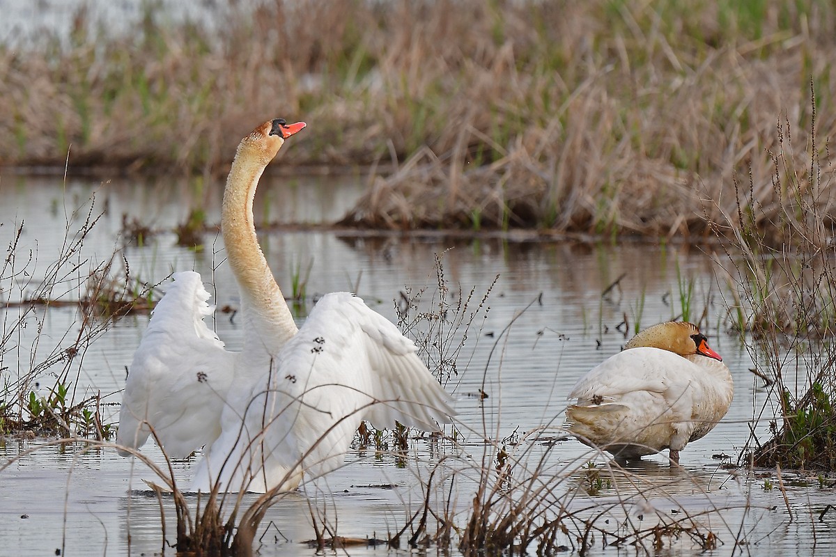 Mute Swan - Aubrey  Robson