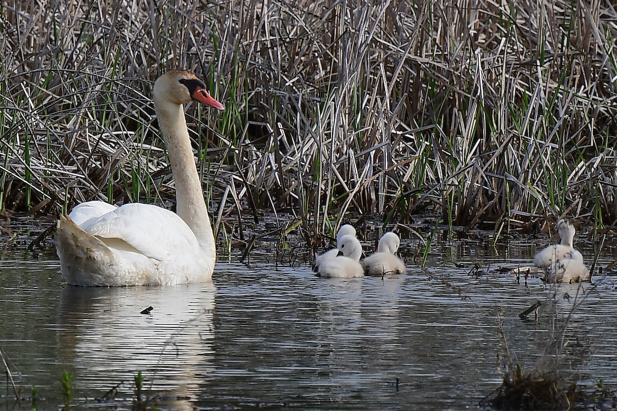 Mute Swan - ML619135877