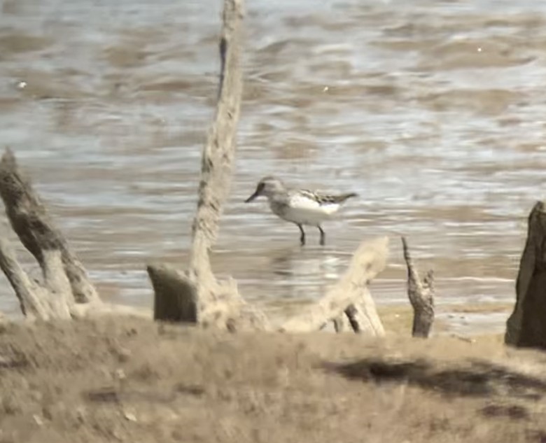 Semipalmated Sandpiper - ML619135883