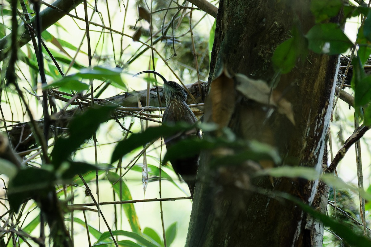 Black-billed Scythebill - ML619135904