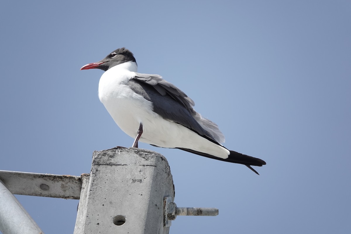 Laughing Gull - John  Paalvast