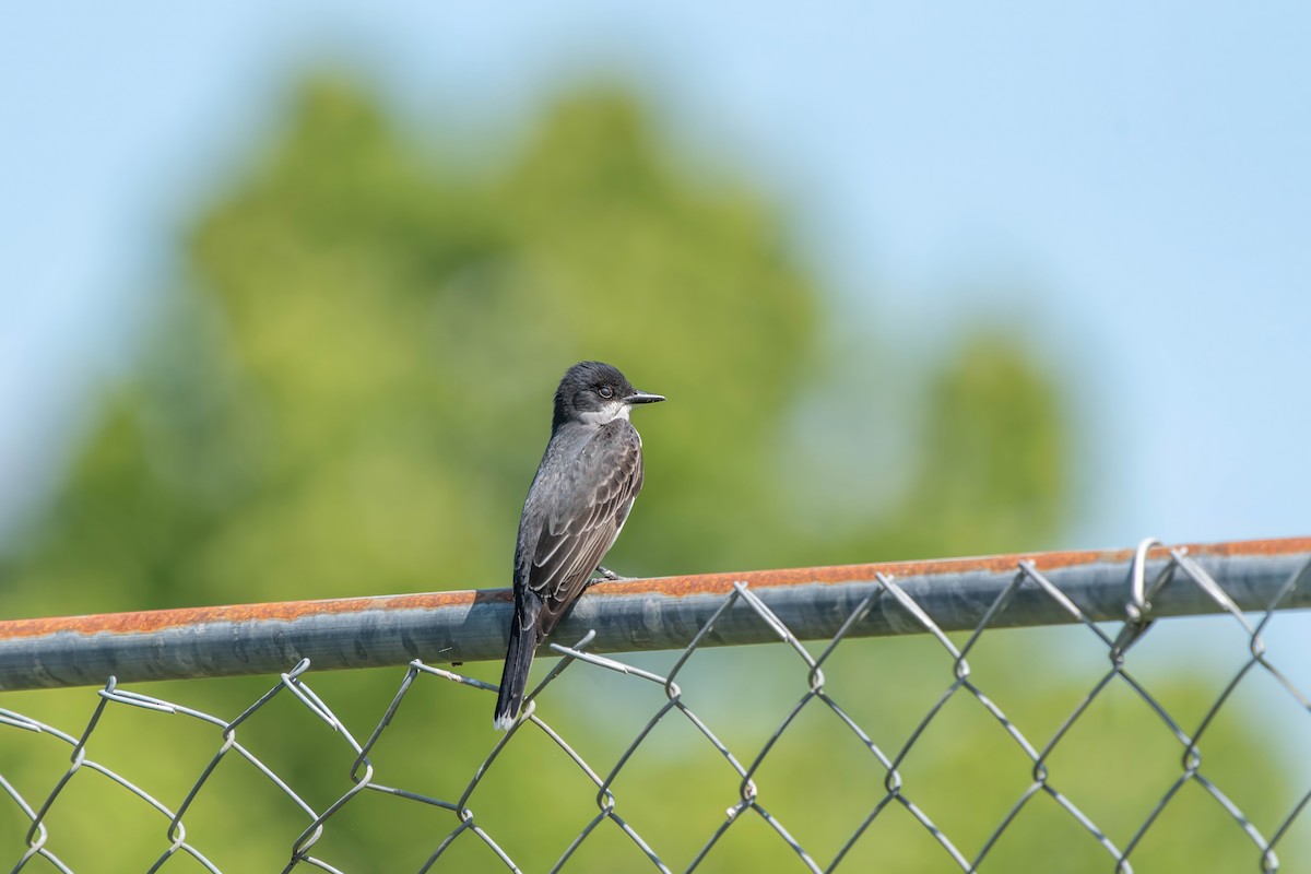 Eastern Kingbird - Marlene Koslowsky