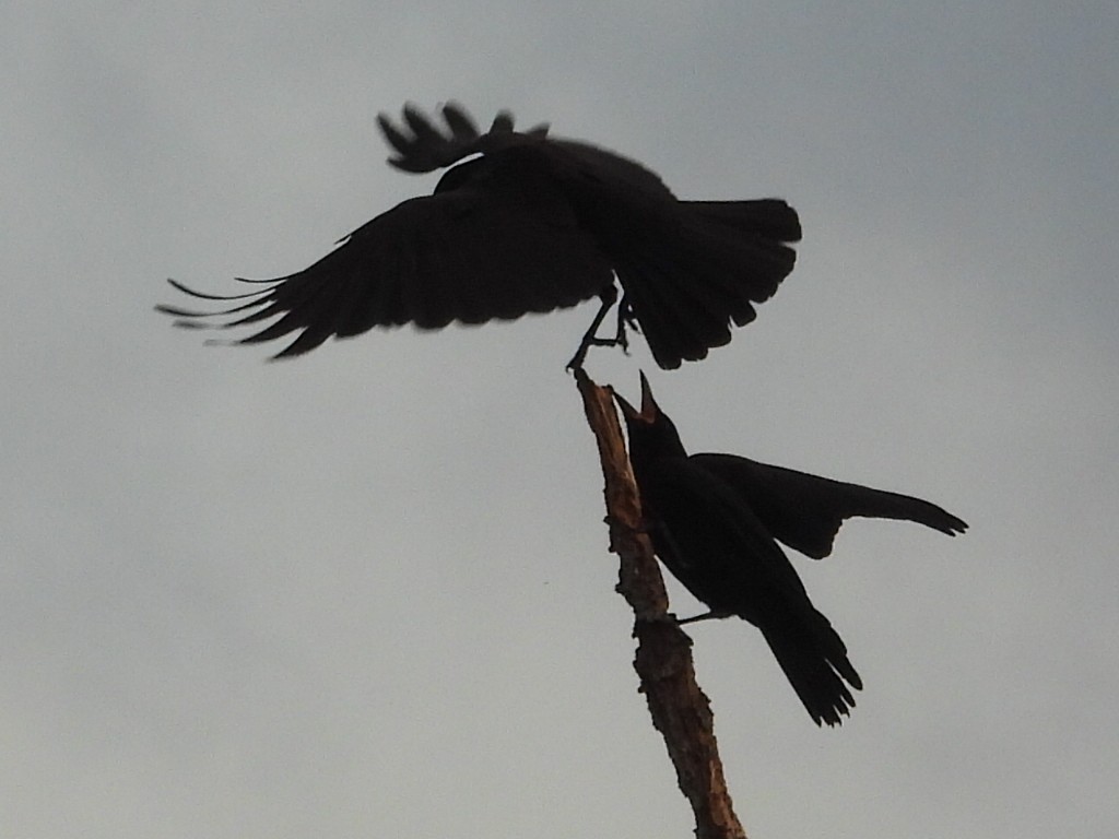 American Crow - Bonnie Brown