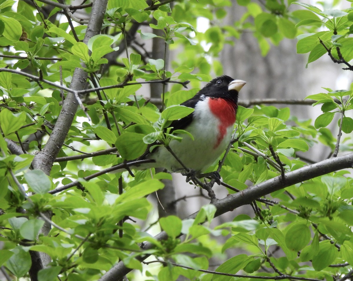 Rose-breasted Grosbeak - Michelle Bélanger