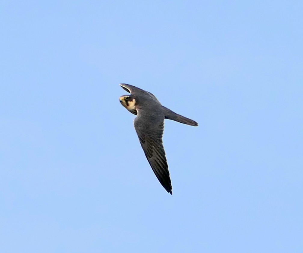 Eurasian Hobby - Dmitrii Konov