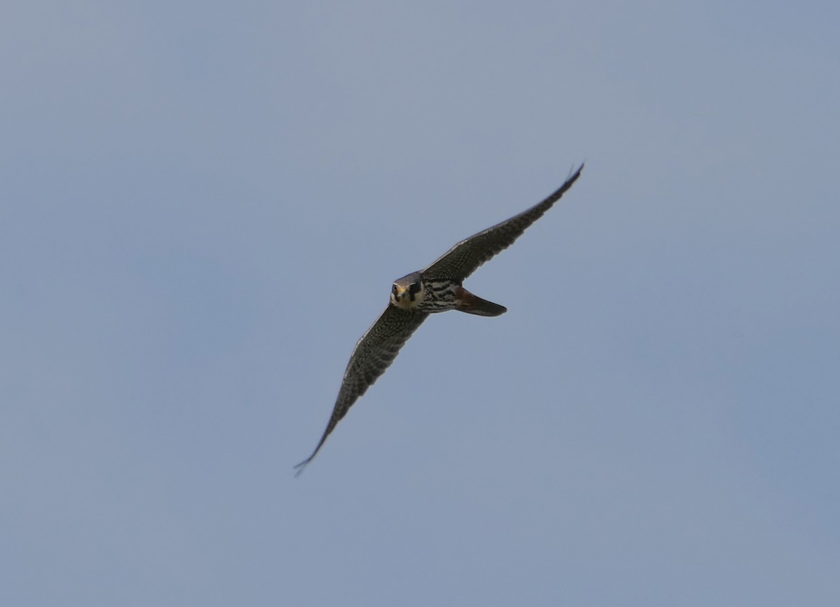 Eurasian Hobby - Dmitrii Konov