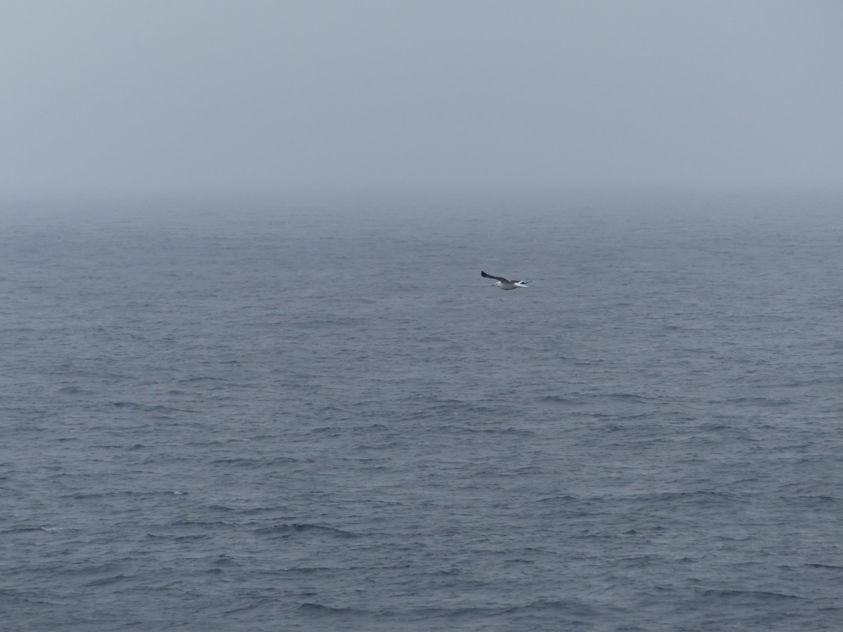 Dominikanermöwe - ML619135967