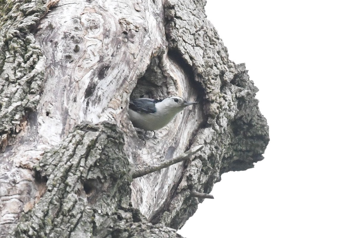 White-breasted Nuthatch - ML619135978
