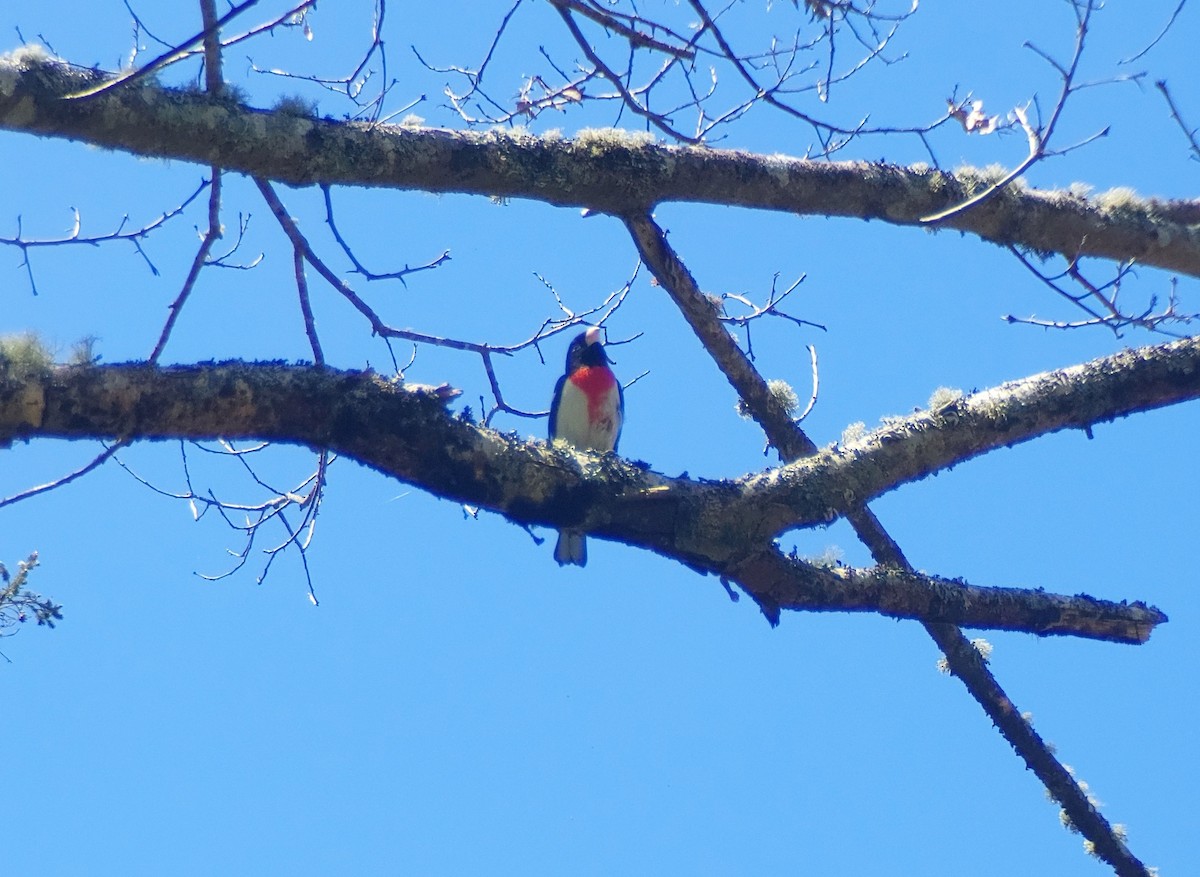 Rose-breasted Grosbeak - Devin Johnstone