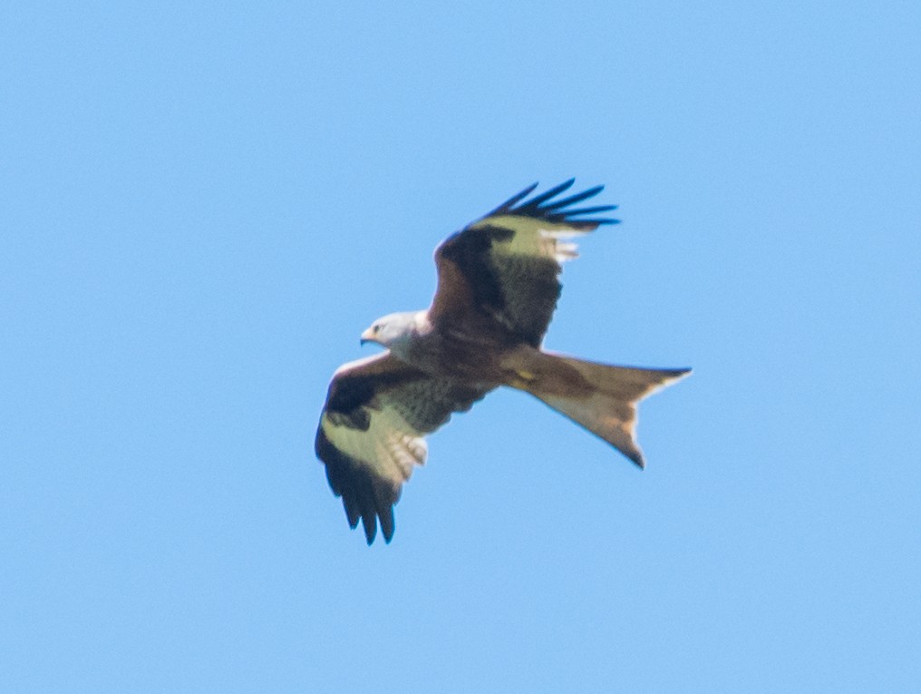 Red Kite - Svein Ole Mikalsen