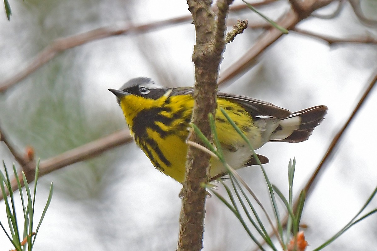 Magnolia Warbler - Aubrey  Robson