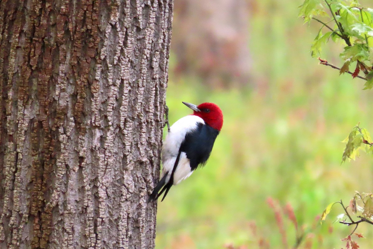 Red-headed Woodpecker - ML619136027