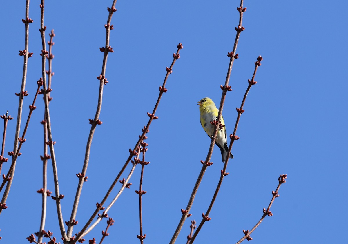 American Goldfinch - PC Smith