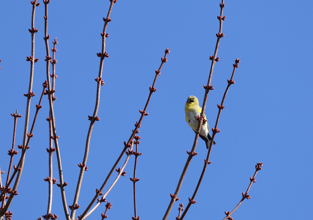 American Goldfinch - PC Smith