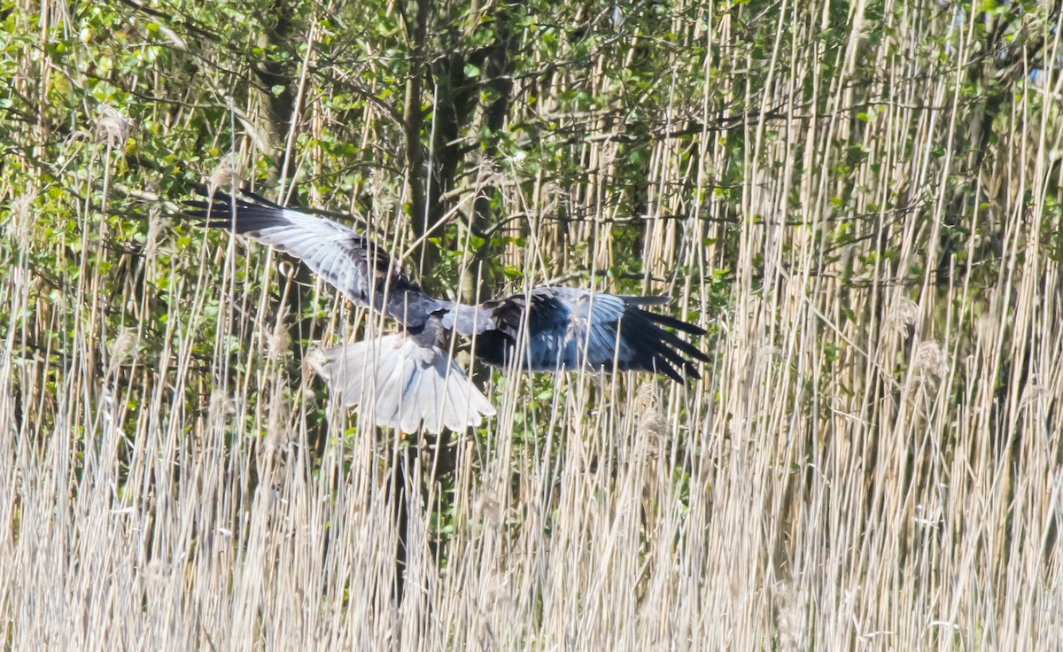 Western Marsh Harrier - Svein Ole Mikalsen