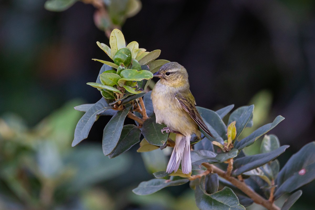 Tennessee Warbler - ML619136035