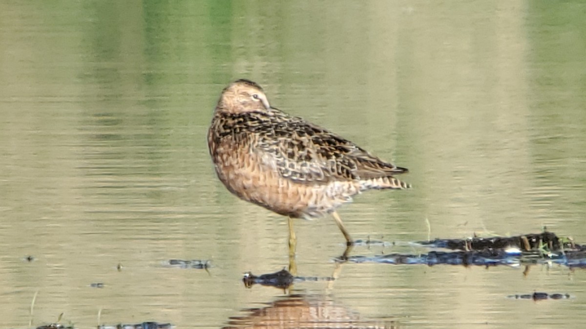 Long-billed Dowitcher - Trent   Bray