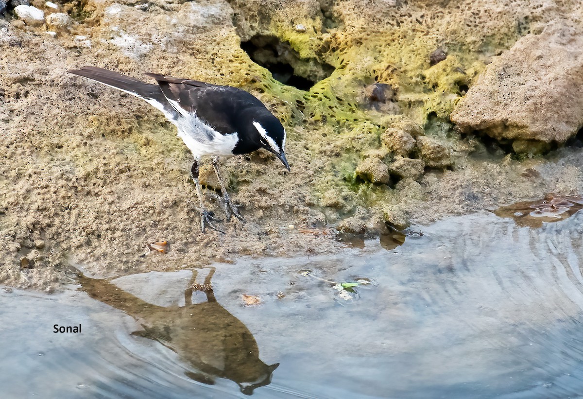 White-browed Wagtail - ML619136044