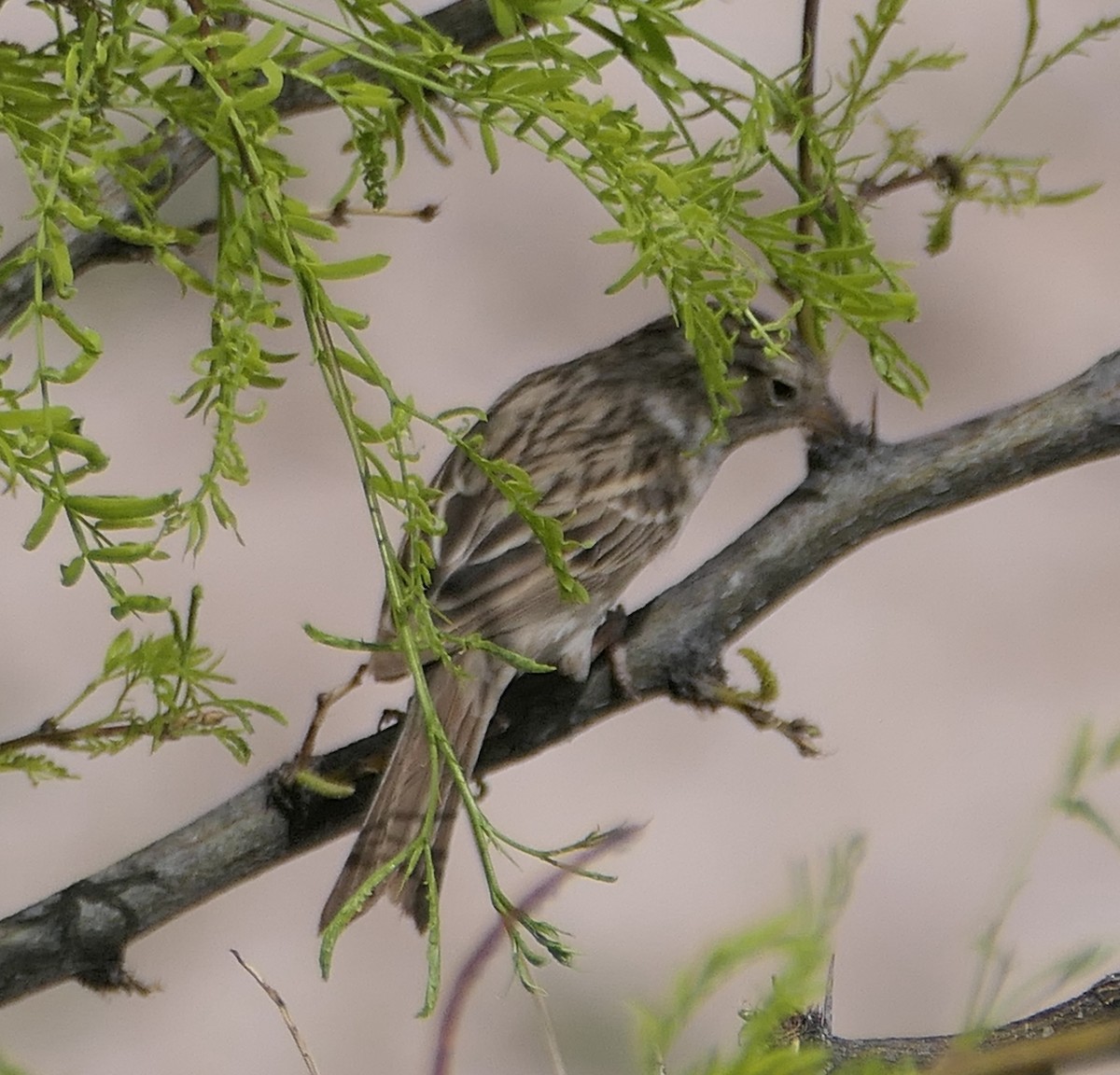 Brewer's Sparrow - Melanie Barnett