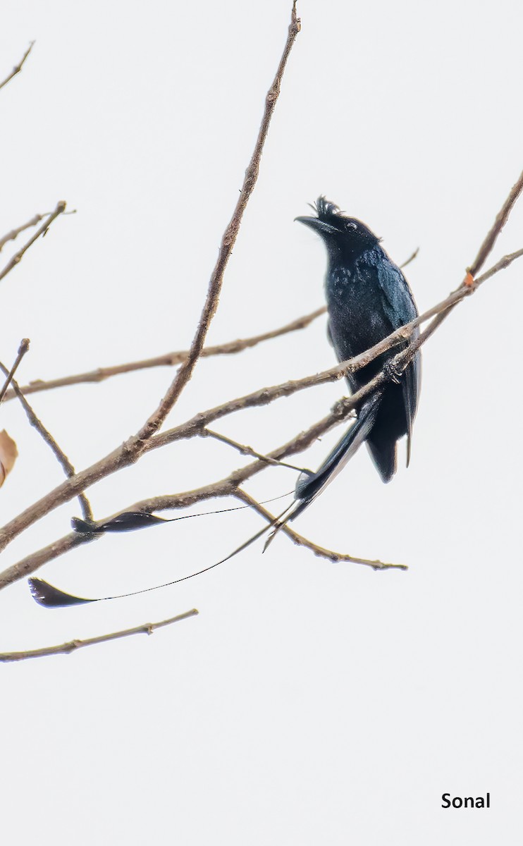 Greater Racket-tailed Drongo - ML619136060