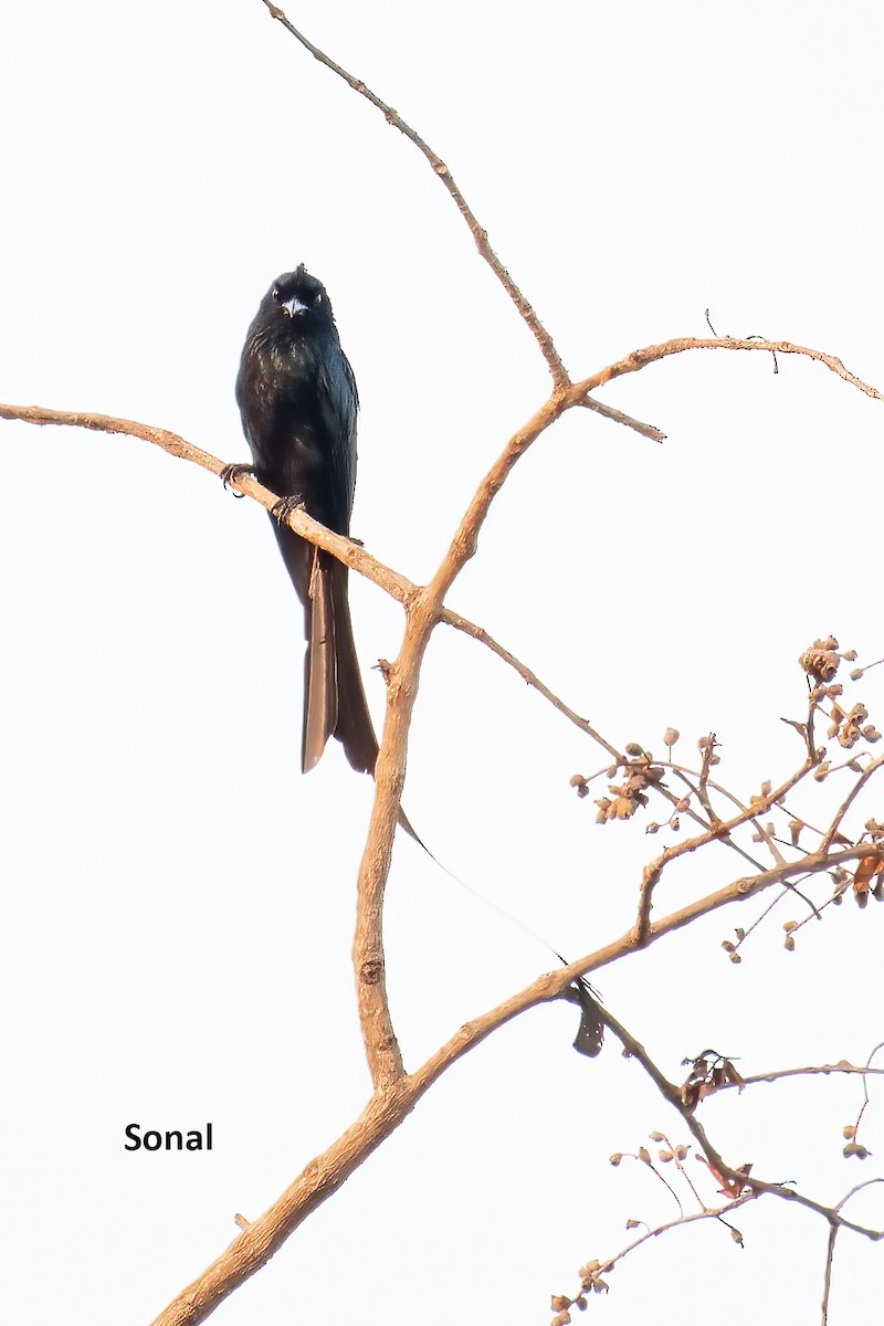 Greater Racket-tailed Drongo - ML619136075