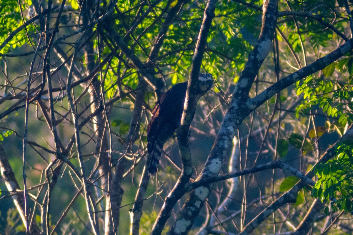 Black Hawk-Eagle - Manuel de Jesus Hernandez Ancheita