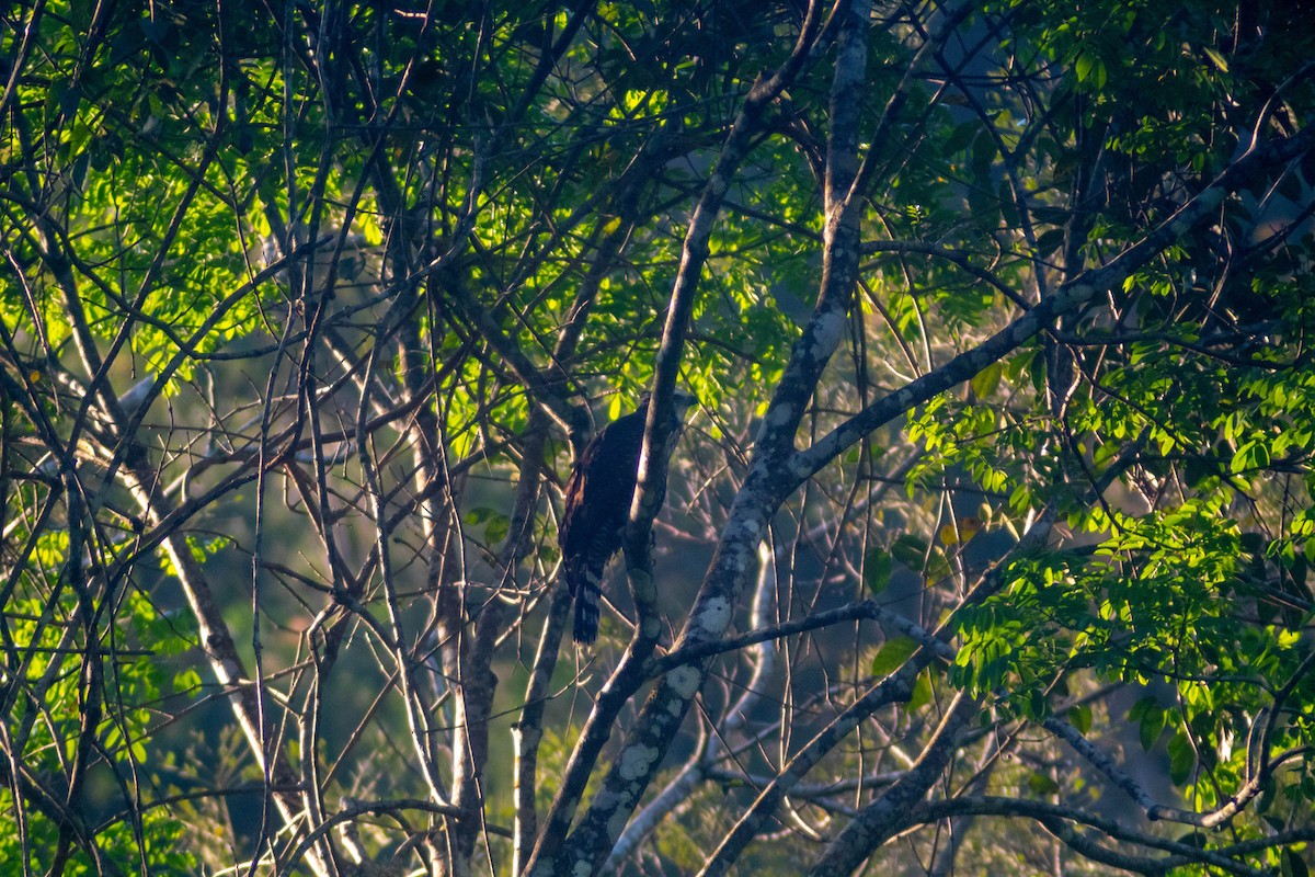 Black Hawk-Eagle - Manuel de Jesus Hernandez Ancheita