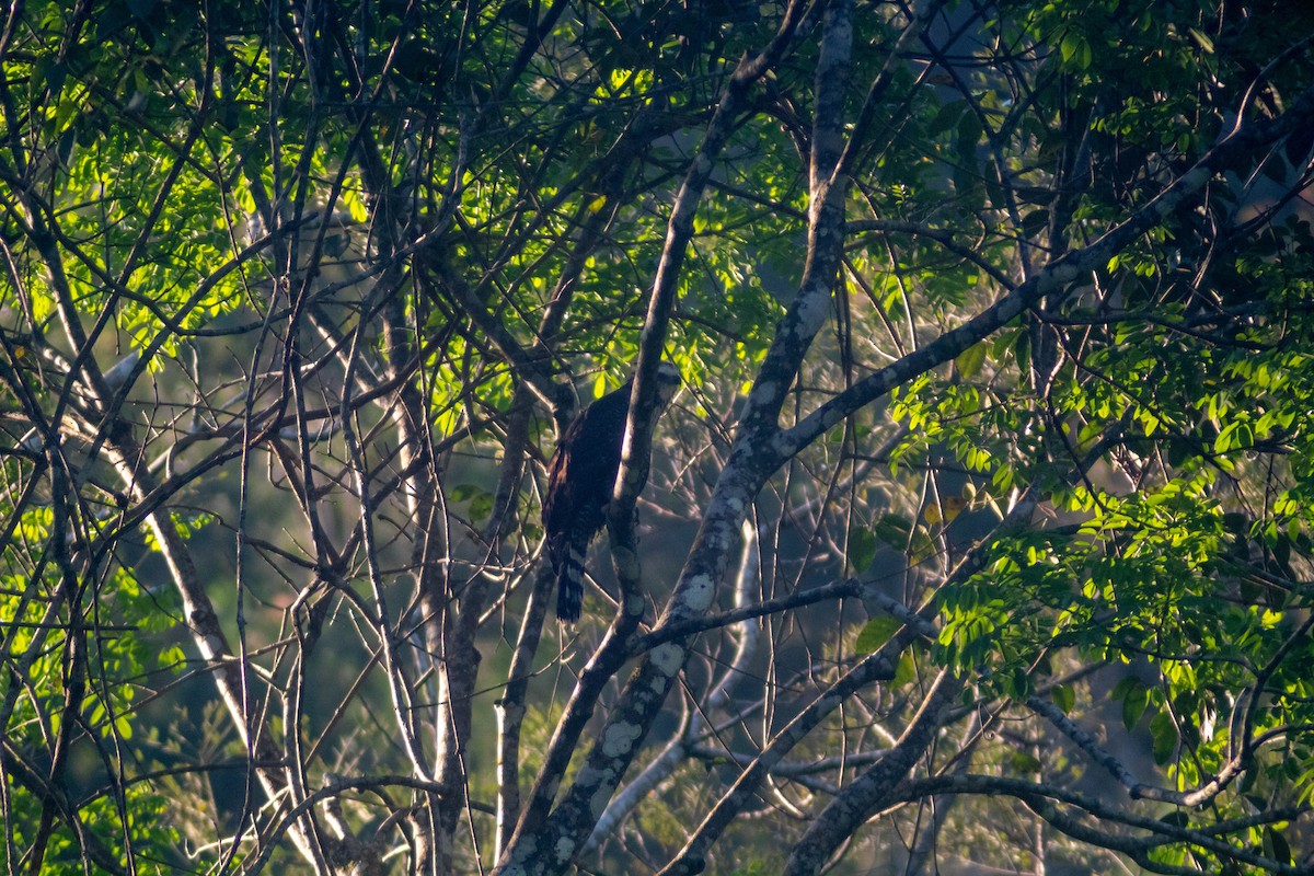 Black Hawk-Eagle - Manuel de Jesus Hernandez Ancheita