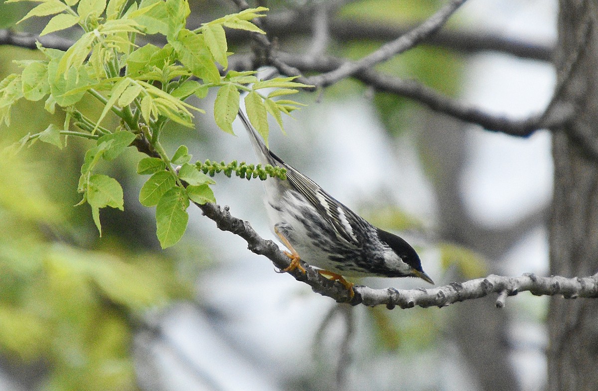 Blackpoll Warbler - ML619136082