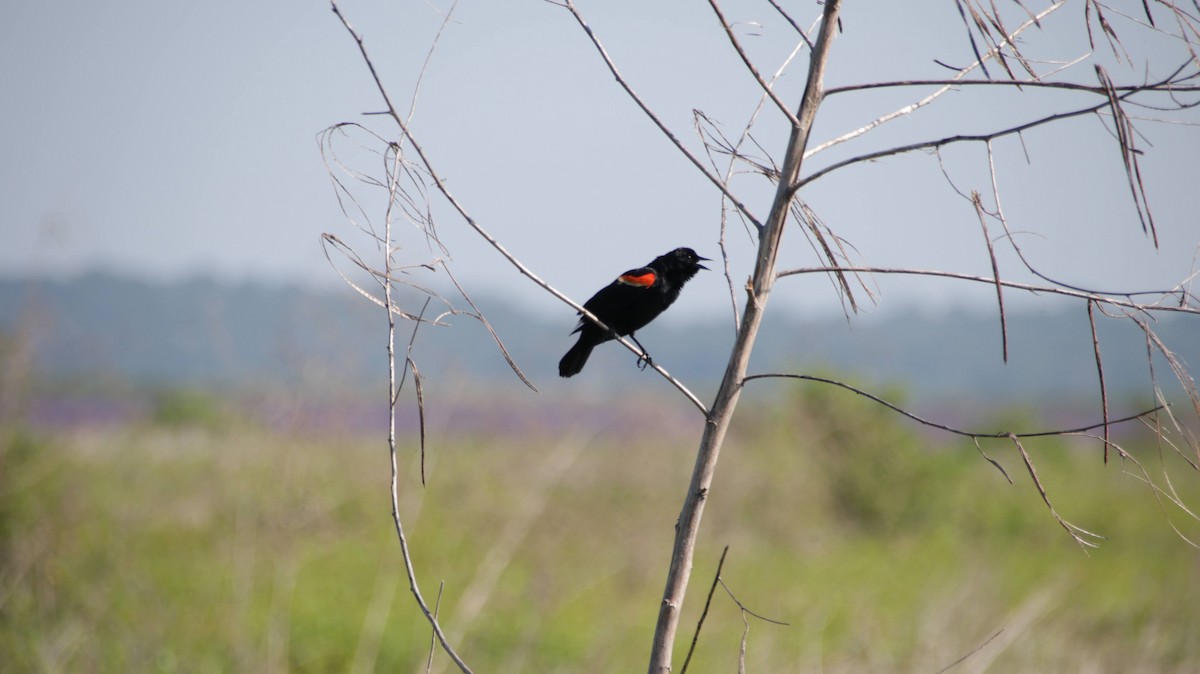Red-winged Blackbird - Brynn Fricke