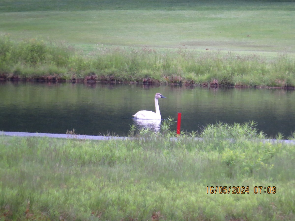 Trumpeter Swan - ML619136097