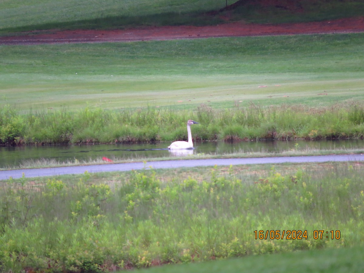 Trumpeter Swan - ML619136098