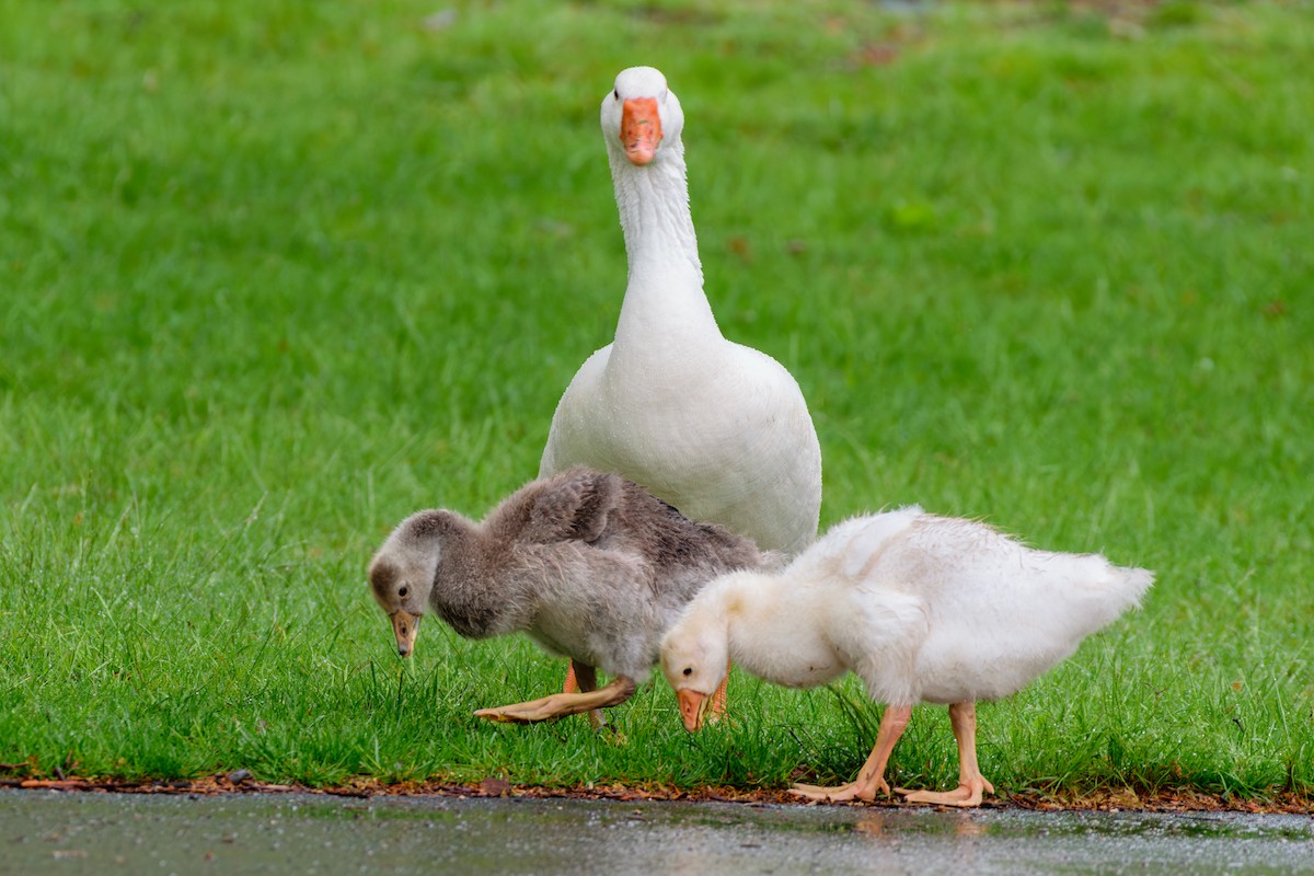 Domestic goose sp. (Domestic type) - Andrew W.