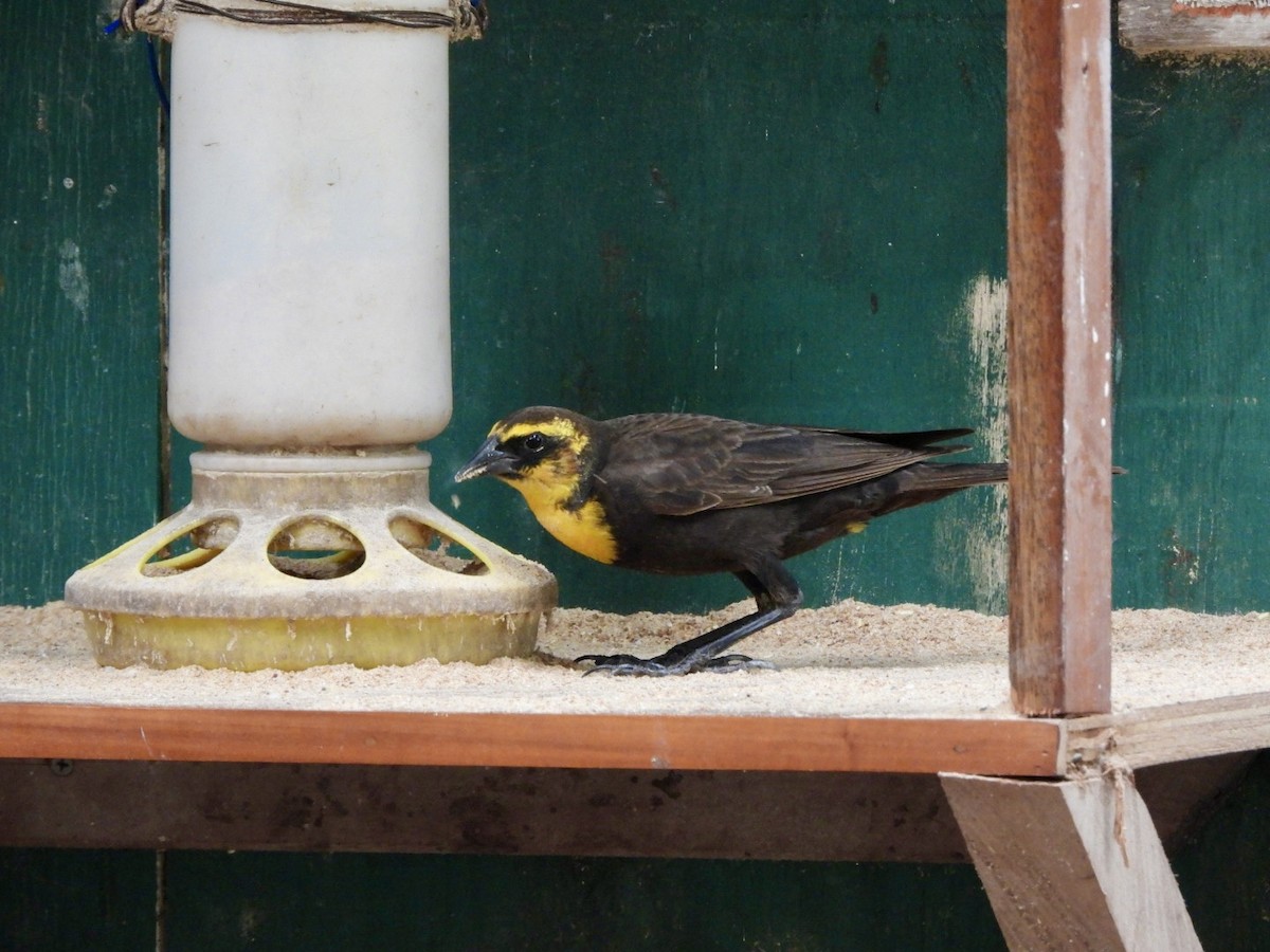 Yellow-headed Blackbird - Christina Manzi