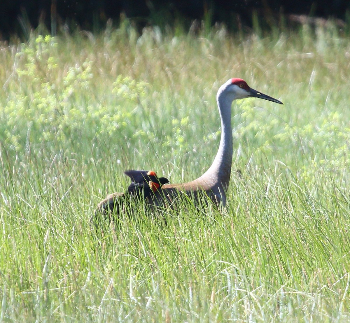 Sandhill Crane - ML619136127