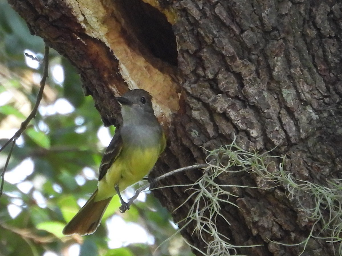 Great Crested Flycatcher - Bonnie Brown