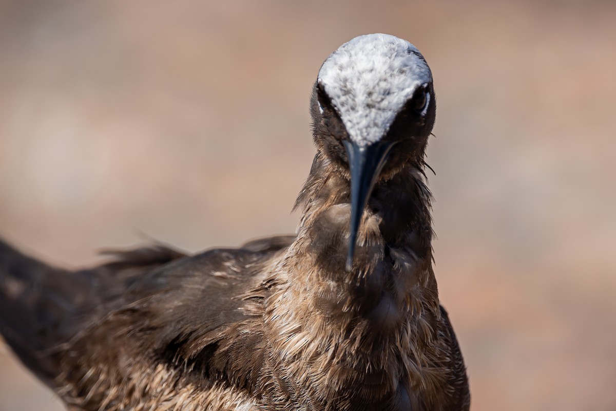 Black Noddy - ML619136147