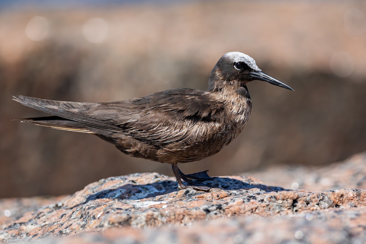 Black Noddy - ML619136148
