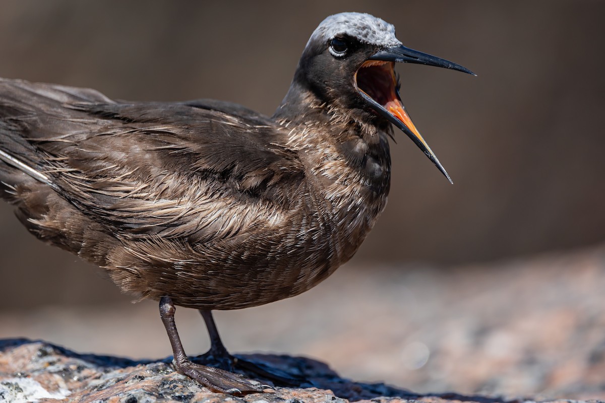 Black Noddy - ML619136149