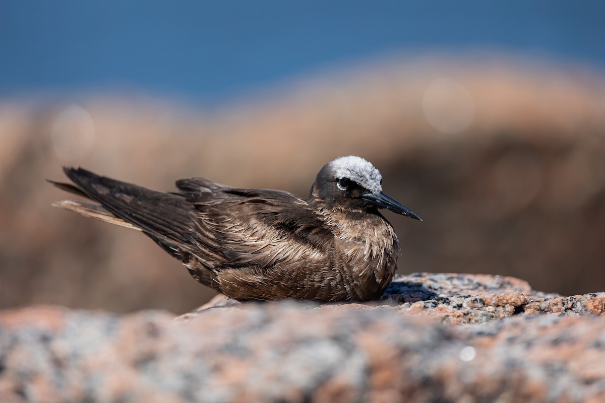Black Noddy - ML619136150