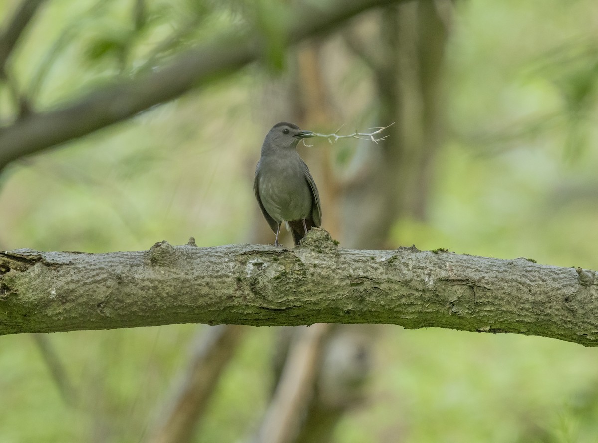 Gray Catbird - Liz Pettit