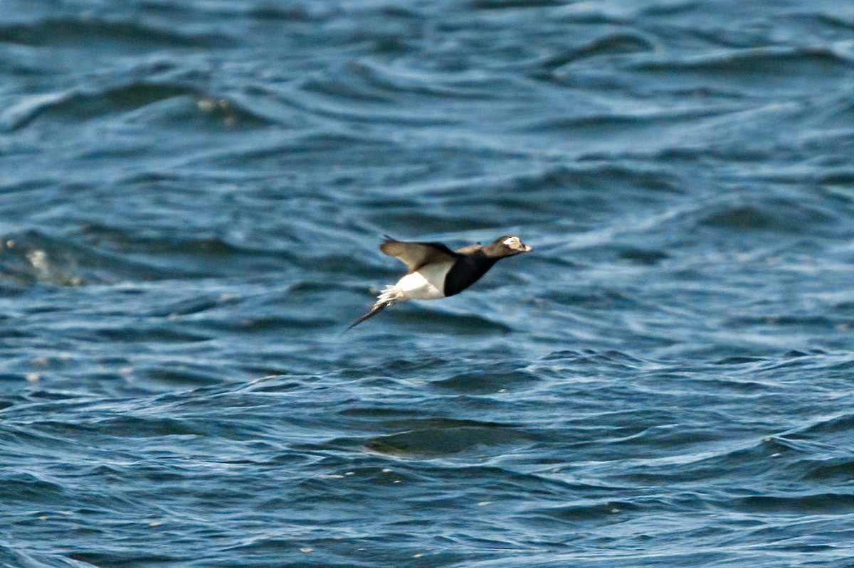 Long-tailed Duck - ML619136157