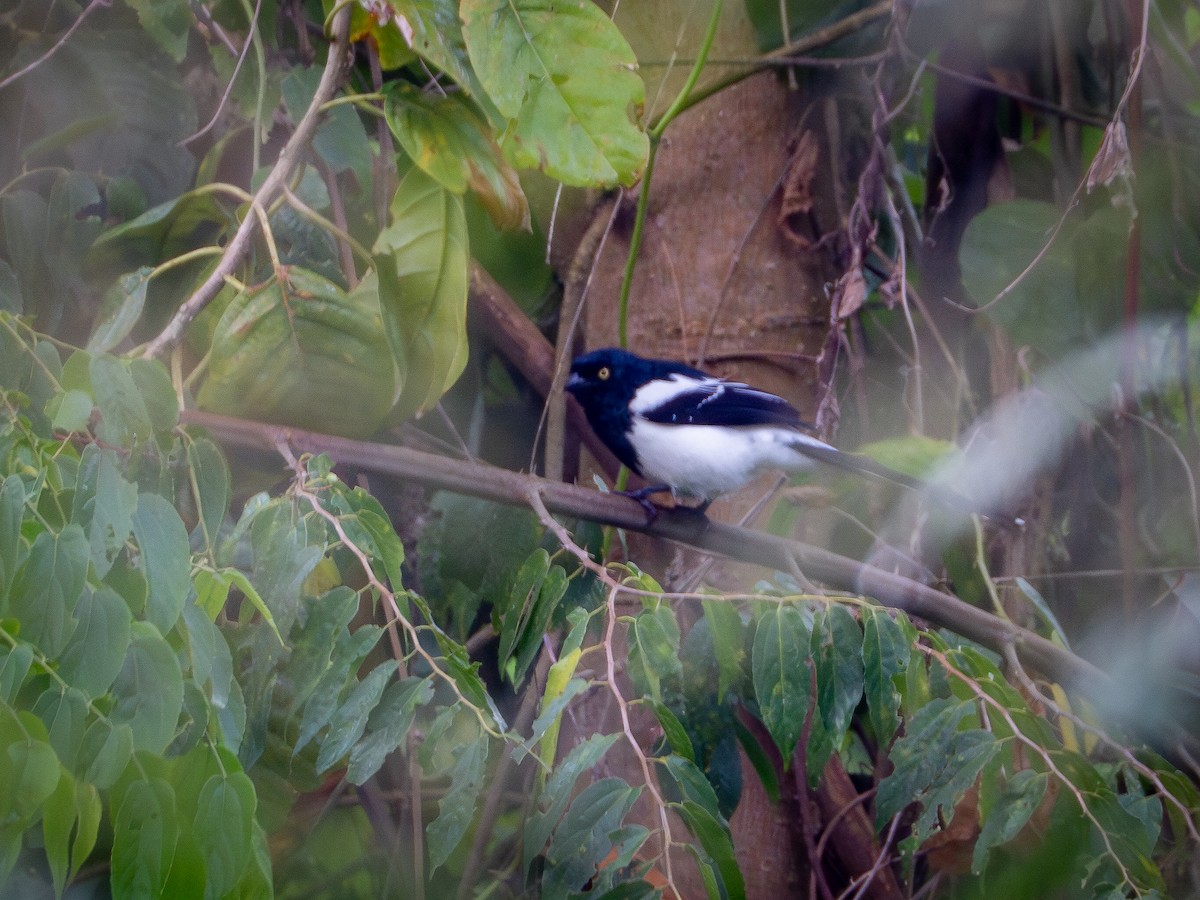 Magpie Tanager - ML619136158