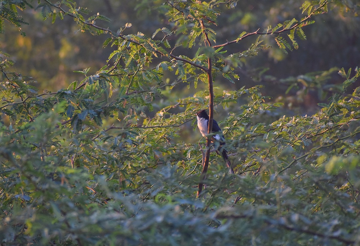 Pied Cuckoo - Anand Birdlife