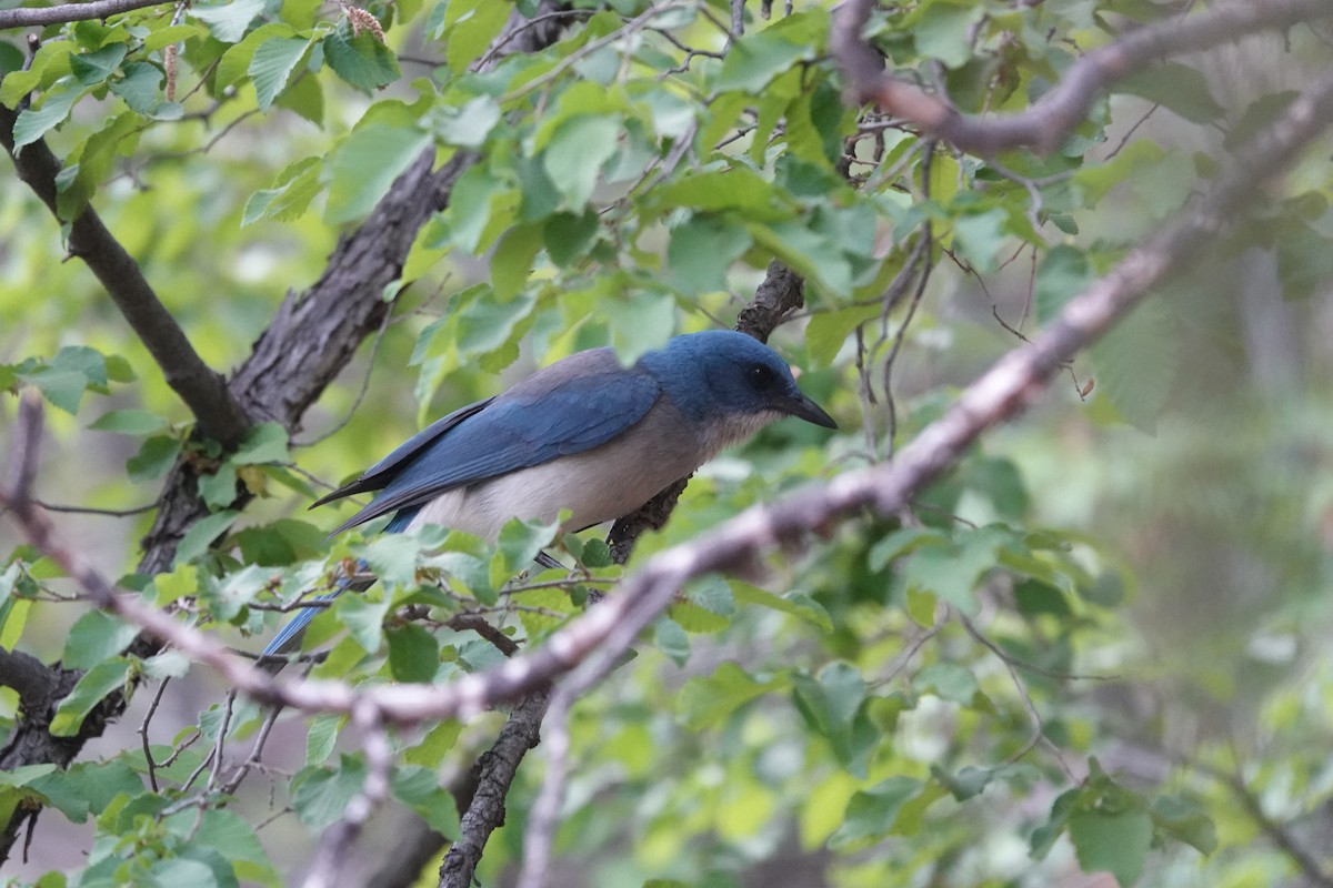 Mexican Jay - ML619136189