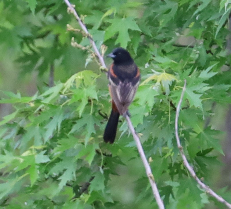 Orchard Oriole - Birch D