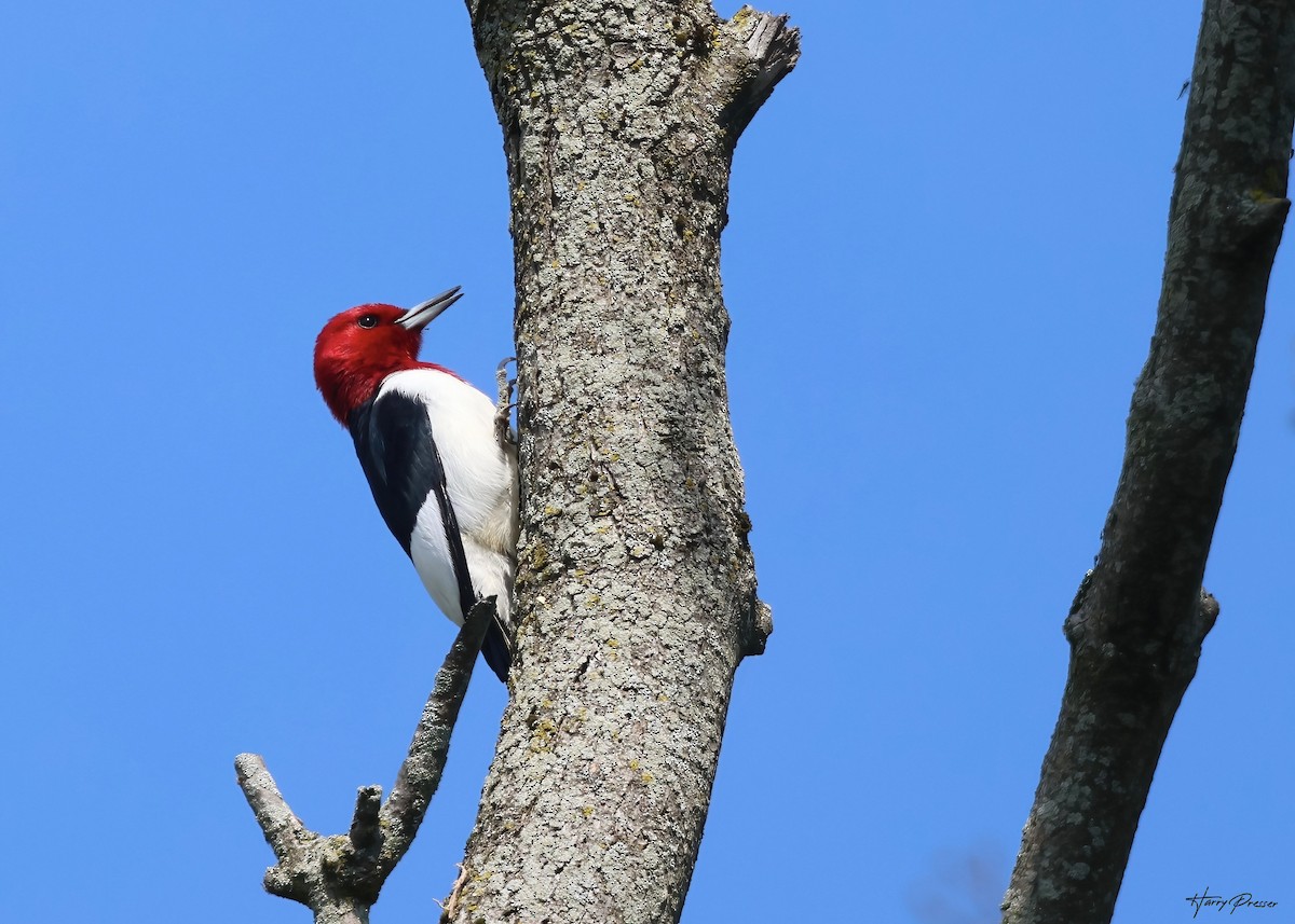 Red-headed Woodpecker - Karen and Harry Presser