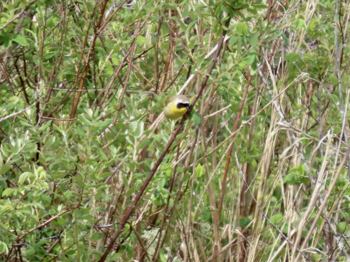 Common Yellowthroat - George Gerdts